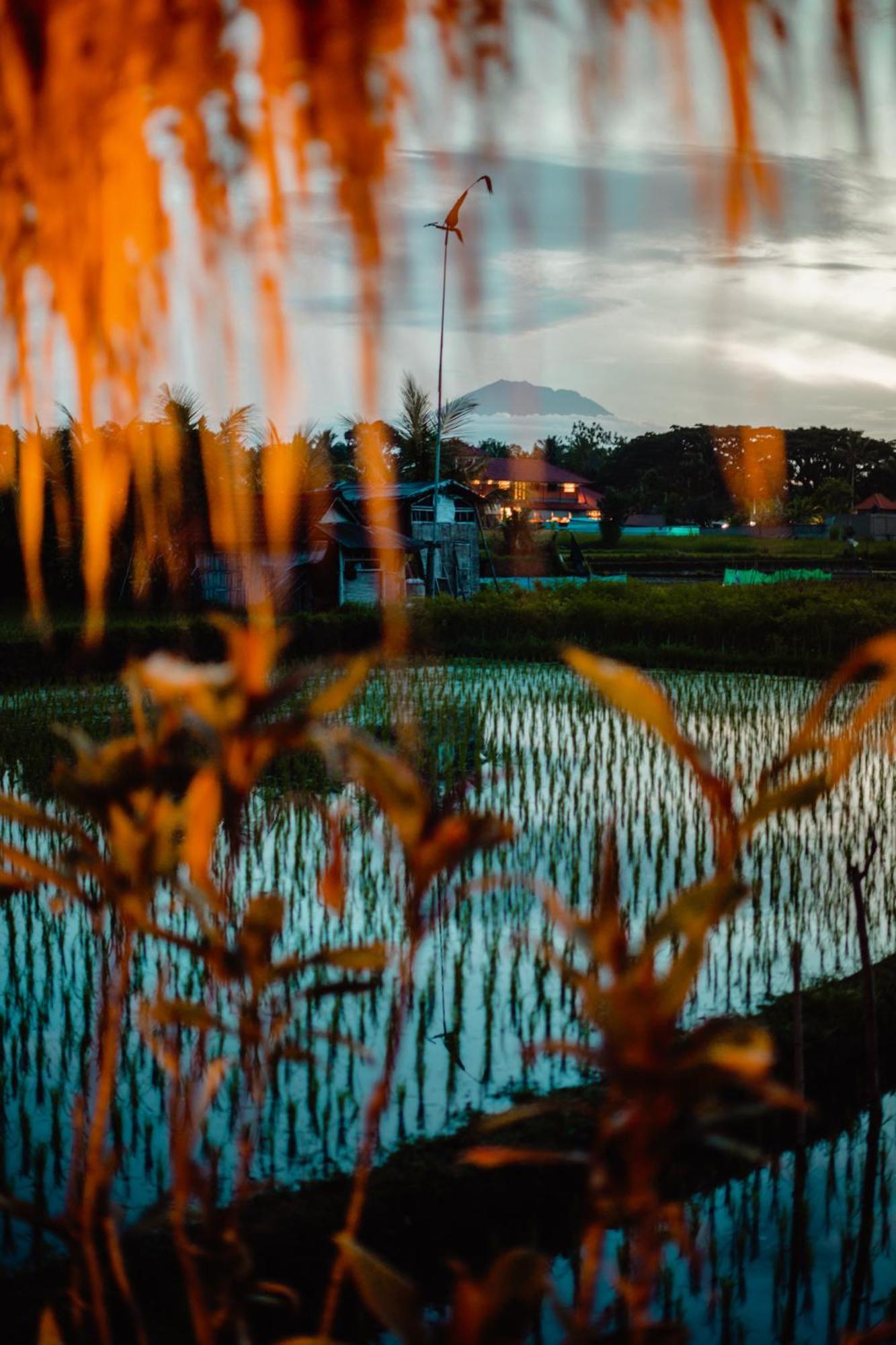 Nila Chandra Bungalows Ubud  Bagian luar foto