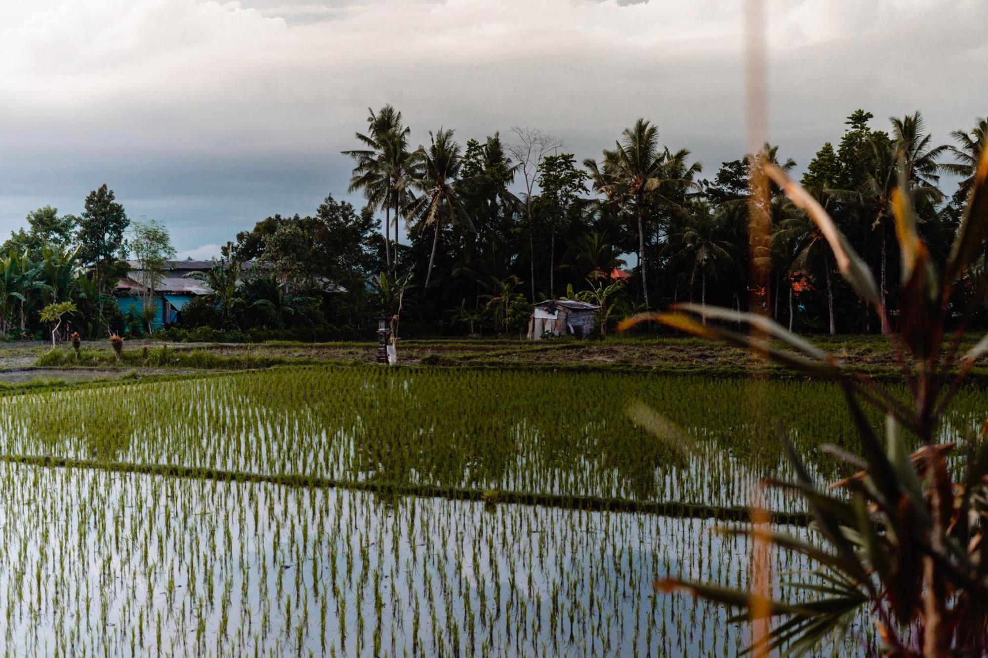 Nila Chandra Bungalows Ubud  Bagian luar foto